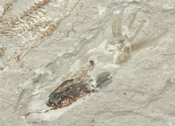 Soft-Bodied Squid Fossil - Preserved Tentacles & Ink Sac #70329